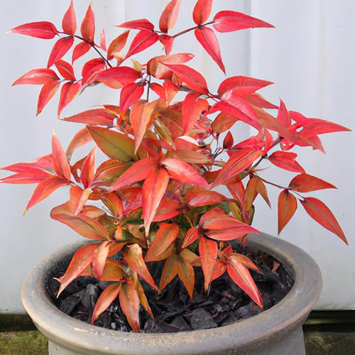 Nandina Domestica Heavenly Bamboo Tropical Houseplant Seeds - 15 Rare Seeds