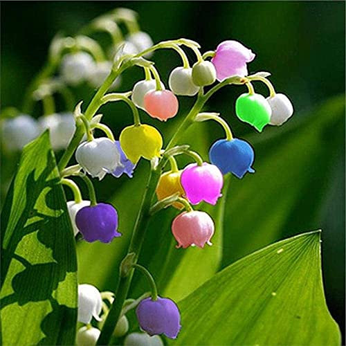 10 Piezas Bulbos De Lirio De Los Valles Para Jardinería Plantar Encantadoras Flores Reliquia Perennes Las Flores Cortadas Más Hermosas Adecuadas Para Todas Las Vistas De Terrazas De Jardín