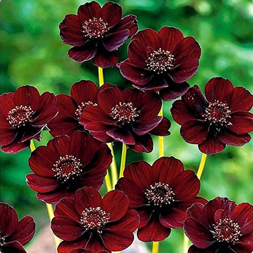 Haloppe 100 Stück Schokoladenblumen Pflanzensamen für die Bepflanzung des Hausgartens, Schokoladenblumensamen Seltene Pflanzensamen Saatgut