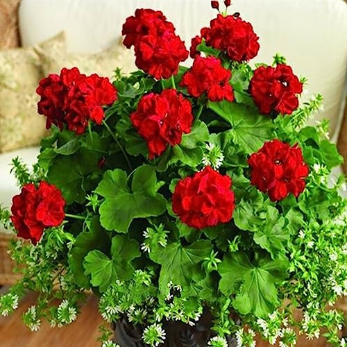 100 Unids Pelargonium Semillas Geranio Flor Jardín Balcón Bonsai Maceta Planta Decoración Flor Fruta Árbol Vegetal Semillas Rojo Semillas de geranio