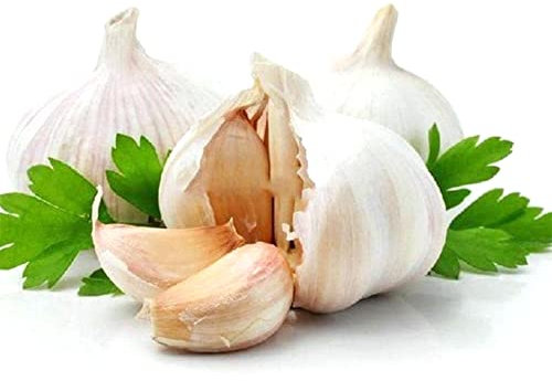 Saterkali Semi di aglio, 100 pezzi di semi di aglio casa giardino cortile balcone piantare piante vegetali nutrienti Semi Di Aglio