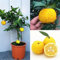 SAVINI VIVAI Pianta di Agrumi Yuzu in Vaso da 20 cm Altezza 70 cm 2-3 Anni di innesto Made Italy
