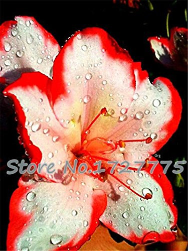 Semillas de Amaryllis, Semillas de Amaryllis baratas, Semillas de lirio en maceta de Barbados, Flor de balcón Bonsai - 50 piezas/bolsa