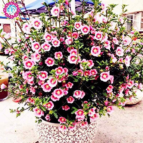 100 Stück Bonsai Hibiscus Blumensamen Topf Mini Hibiscus Samen Stauden Althea Blumensamen für Hausgarten-Pflanzen der Easy 2 wachsen