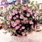 100 Stück Bonsai Hibiscus Blumensamen Topf Mini Hibiscus Samen Stauden Althea Blumensamen für Hausgarten-Pflanzen der Easy 2 wachsen