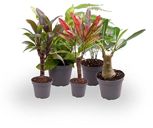 PACK 5 PLANTAS NATURALES MINI M6 VARIADAS PERFECTAS PARA INTERIOR