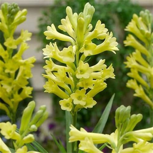 Tuberose-Knolle, winterharte Staude mit duftenden Blüten, die gut in Töpfen wächst
