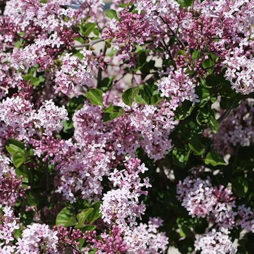 Lilas Meyeri Palibin - Syringa Meyeri Palibin 40 cm Pot 3l - Plante En Pot - Floraison Printemps Couleur de la Fleur - Hauteur 2 à 3 m - Exposition Soleil Période de Plantation