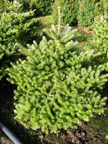 Zwerg-Korea-Tanne Abies koreana Molli 100-125 cm hoch mit Ballen | Winterhart, immergrün & pflegeleicht – kompakter, dekorativer Wuchs für Garten, Kübel & Vorgarten
