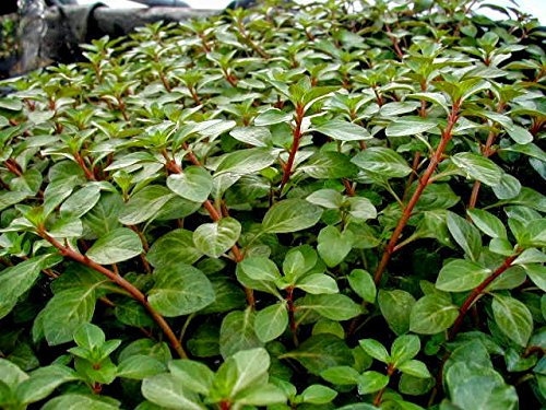 Red Ludwigia - Ludwigia mullertii x1 bunch - Live aquarium plant