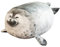 60cm Chubby Blob Seal Pillow, Robbe Kuscheltier Fett Meerestier Kissen Gefülltes Plüschkissen Grau Klecks Siegel Umarmungskissen Stofftier Baumwolle Blob Seal Plüsch Spielzug für Kinder Erwachsene