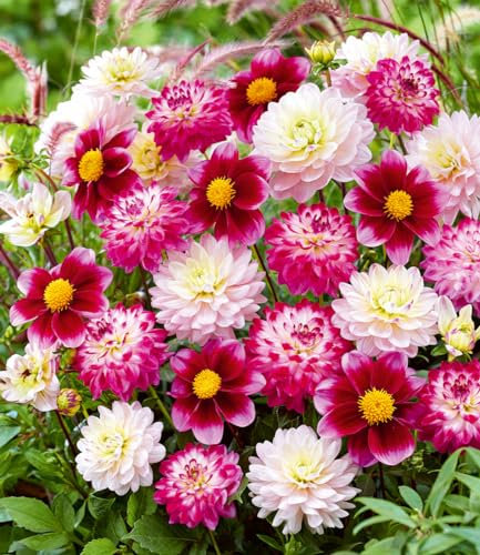 BALDUR-Garten Dahlien-Mix 'Candy Cottage', 3 Knollen, Dahlia, mehrjährig - frostfrei halten, pflegeleicht, beeindruckende Blütenpracht, lange Blütezeit