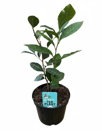 1 PIANTA DI CAMELIA SINENSIS LA PIANTA DEL TE' VASO 14CM MODIPITRE