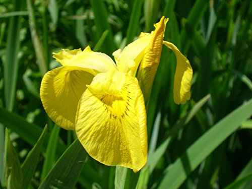 Lincolnshire Pond Plants Ltd 10 x 1LTR Yellow Flag Irises - Fish or Wildlife Pond and bog Aquatic Plants
