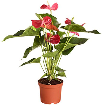 Dehner Große Flamingoblume - Anthurie, rot-farbene Blüten, ca. 50-60 cm, Ø Topf 17 cm, Zimmerpflanze