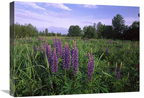 Global Gallery Lupine in Prato Vicino alla Spiaggia di Mezzaluna, British Columbia, Canada-Canvas Art-24x18