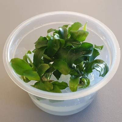 Aquarium Fan Bucephalandra pygmaea 'Green Wavy' - in vitro