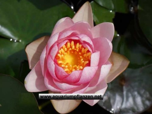 1 Seerose der Sorte Meteor, dunkelrote Blüte für den Teich, Teichpflanzen, Wasserpflanzen