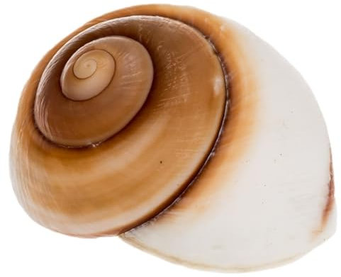 NaDeco Lamarkiana Schnecke Größe ca. 7cm | Ryssota otaheitana | Großes Schneckenhaus zum Basteln und Dekorieren | Mammutschnecke | Deko Schneckenhaus | Schneckenhaus für Einsiedlerkrebse