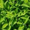 Kirschlorbeer Lorbeerkirsche Caucasica 140-160 cm. 12 St. Kirschlorbeer Hecke