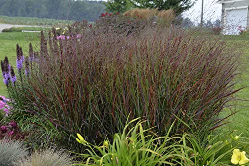 3 x Panicum virgatum 'Shenandoah' im 1 Liter Topf (Ziergras/Gräser/Winterhart/Mehrjährig/Staude/Stauden) Rote Rutenhirse - Eleganz in leuchtendem Rot - von Stauden Gänge