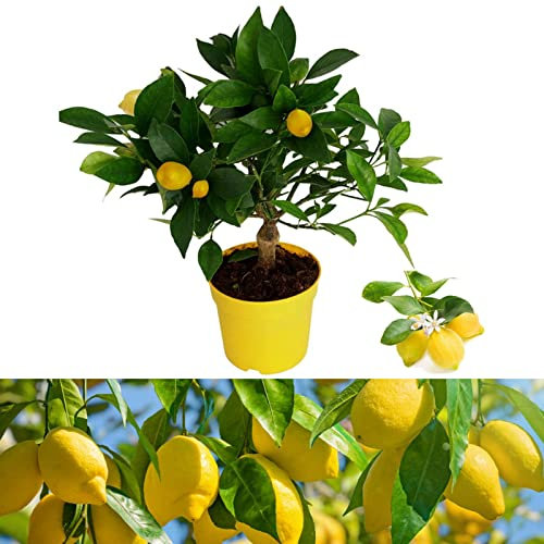 Carbeth Plants - Citrus Lemon Tree - Mini Lemon Tree Indoor Plant - Produces Fresh Lemons - Indoor Citrus Houseplant (Environment Friendly Packaging)