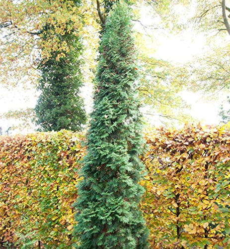 Säulen Lebensbaum 125-150cm - Thuja occidentalis - lebende Gartenpflanze aus den Baumschulen