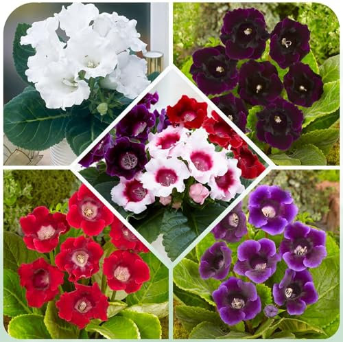 Gloxinie Kollektion (5 Zwiebeln), 5 Sinningia Sorten, 1 knolle von jeder Farbe, Ideal als Zimmerpflanze, Topf und Gartenpflanze, Blumenzwiebeln Mischung aus Holland