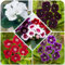 Gloxinie Kollektion (5 Zwiebeln), 5 Sinningia Sorten, 1 knolle von jeder Farbe, Ideal als Zimmerpflanze, Topf und Gartenpflanze, Blumenzwiebeln Mischung aus Holland