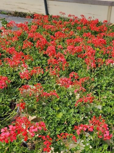 POWERS TO FLOWERS - GERANIO PARIGINO ROSSO MINI BALCON, PELARGONIUM, 5 PIANTE VASO 14, piante vere