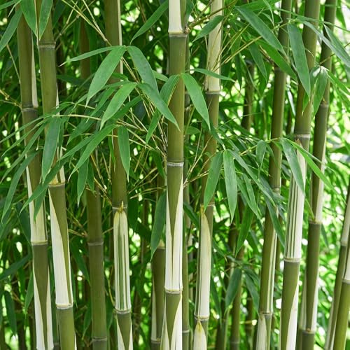 Bambou Fargesia robusta Pingwu Lot de 6 plantes de jardin à feuilles persistantes non invasives en bambou de jardin vertes 14 cm 35 cm de haut, pour haie, pot, terrasse et jardin