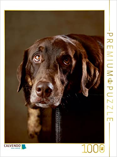 CALVENDO Puzzle Simba - Labrador x Rottweiler-Mix, 4 Jahre | 1000 Teile Lege-Größe 48 x 64 cm Foto-Puzzle für glückliche Stunden