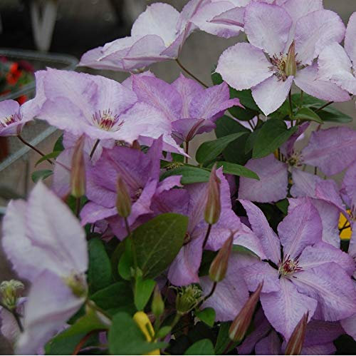 Clematis 'Margaret Hunt' - Waldrebe 50-60 cm Pflanzcontainer