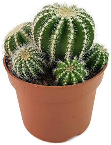 Fangblatt - Notocactus magnificus (Parodia) - eindrucksvoller Kaktus im Ø 12 cm Topf - exotische Sukkulente