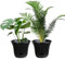 San Marino Lazy Planters - Maceta de autorriego de carbón - Maceta grande - Interior y exterior (2 x 25 cm)