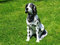 XL MÜNSTERLÄNDER LEBENSGROSS~Figur~HUNDEFIGUR DEKO IN LEBENSGRÖSSE~Hund Deluxe Garten Deko 75cm~Gartendekoration