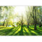 murando Fotomurales Bosque 350x256 cm XXL Papel pintado tejido no tejido Decoración de Pared decorativos Murales moderna de Diseno Fotográfico Naturaleza Paisaje Verde c-B-0336-a-a