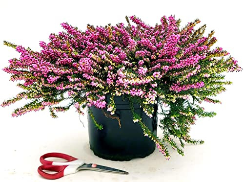 POWERS TO FLOWERS - ERICA CARNEA DARLEYENSIS ROSSA XXXL, VASO 22CM DIAMETRO, piante vere