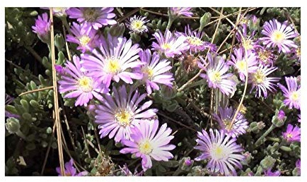 Stk - 10x Drosanthemum floribundum Staude Garten Pflanzen - Samen B1335 - Seeds & Plants Shop by Ipsa