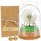 UGBO Idee Regalo Donna Vera Leone in Vetro Fiore Stabilizzato Fiori Stabilizzati Veri Regali Natale Compleanno Anniversario Festa della Mamma Idea Regalo