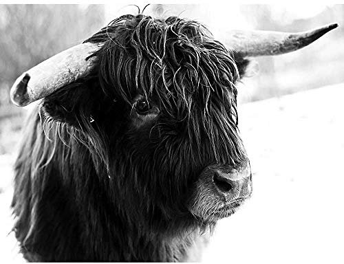 Wee Blue Coo Photograph Composition Animal Livestock Highland Cow Bull Art Print Poster Wall Decor 12X16 Inch