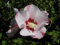 Hibiskus zartrosa Blüte Garteneibisch Mathilda Hibiscus syriacus Mathilda Containerware 60-100 cm