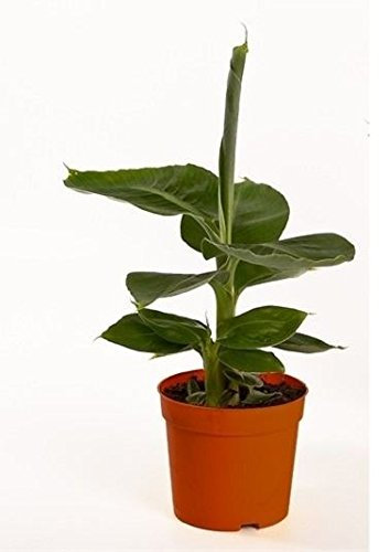 Musa Tropicana Plant. Dwarf Banana Tree in a 12cm Pot