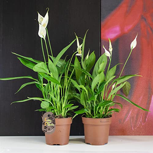 2 Peace Lily Spathiphyllum Flower Indoor Plant in 12cm Pot, 45-50cm Tall Natural Air Cleaner for Your House Office