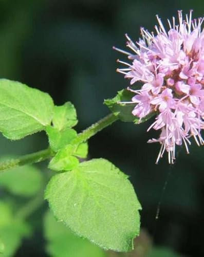 Lincolnshire Pond Plants Ltd - Marginal Aquatic Pond Plant - (Mentha Aquatica) - Plug
