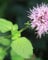 Lincolnshire Pond Plants Ltd - Marginal Aquatic Pond Plant - (Mentha Aquatica) - Plug