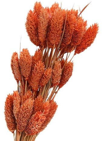 rockible Trockenblumenstrauß, dekorativ, Trockenblumen, Trockenblumen-Dekor für Party-DIY-Arrangement, Orange