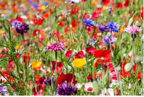 2KG Mixed Poppy & Cornflower Wildflower Meadow Plus 8 Species Meadow Grasses Pasture 2Kg Wholesale Bulk joblot Wild Flowers Mix 50 by Free Next Working Day delivery to Mainland UK
