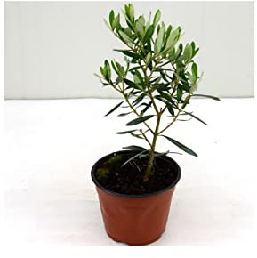 Pianta di Olivo Leccino - Dimensione Vaso Vaso 14cm