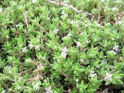 Nadelkraut | Crassula recurva | im 9er Teichtopf | Wasserpflanze | Teichpflanze | Mini Teich geeignet | Klärpflanze | Sauerstoffpflanze | winterhart